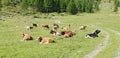 Herd of cows on a mountain meadow Royalty Free Stock Photo