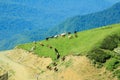 A herd of cows on a mountain range against the background of green mountains Royalty Free Stock Photo