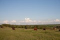 Herd of cows in a natural environment grazing on idyllic pasture illuminated by the morning sun Royalty Free Stock Photo