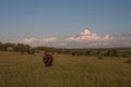 Herd of cows in a natural environment grazing on idyllic pasture illuminated by the morning sun Royalty Free Stock Photo