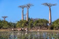 Herd of cows near baobab alley