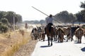 Herd of cows near Carrascal del Obispo, Spain