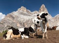 Herd of cows near Monte Pelmo