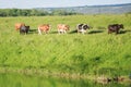 Herd of cows near the river Royalty Free Stock Photo