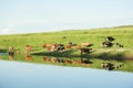 Herd of cows near the river Royalty Free Stock Photo