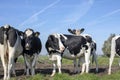 Herd of cows, one cow nosy looking over the back of another cow, black and white cows, in the middle of a meadow and contrails in Royalty Free Stock Photo