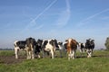 Herd of cows, one red cow in a group of black and white cows, in the middle of a meadow and contrails in the sky. Royalty Free Stock Photo