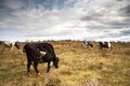 Herd of cows on pasture