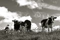 Herd of cows in pasture(black and white) Royalty Free Stock Photo