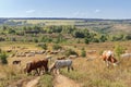 A herd of cows on pasture