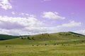 Country side landscape with blue sky, clouds and field with trees. Herd of cows in a pasture on green grass at hills. Royalty Free Stock Photo