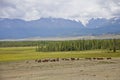 Herd of cows on pasture. Kurai steppe landscape. Altai, Russia