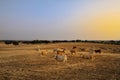 A herd of cows in a pasture at sunset with cork oaks in the background, in Portugal