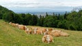 Herd of cows in a pasture in Switzerland