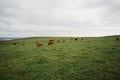 Herd of cows peacefully graze in a lush, green field on a sunny day