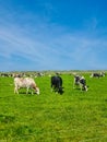 A herd of cows peacefully graze on a lush green field in Texel, Netherlands. The content cows are enjoying the fresh Royalty Free Stock Photo