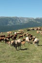 Herd of cows in Pyrenees Royalty Free Stock Photo