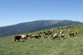 Herd of cows in Pyrenees Royalty Free Stock Photo