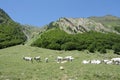 Herd of cows in Pyrenees, France Royalty Free Stock Photo