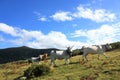 Herd of cows in Pyrenees, France Royalty Free Stock Photo