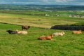 Herd of cows resting in a field on a sunny day on a green grass. West of Ireland Royalty Free Stock Photo