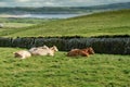 Herd of cows resting in a field on a sunny day Royalty Free Stock Photo