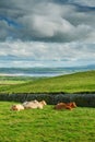 Herd of cows resting in a field on a sunny day on a green grass. West of Ireland Royalty Free Stock Photo