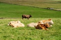 Herd of cows resting in a field on a sunny day on a green grass. West of Ireland Royalty Free Stock Photo