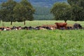 A herd of cows resting in a field Royalty Free Stock Photo