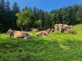 Herd of cows resting in the green field with green trees in the background in Bavaria Germany Royalty Free Stock Photo