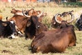 A herd of cows resting in a meadow. Indian sacred zebu cows.