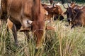 A herd of cows resting in a meadow. Indian sacred zebu cows.