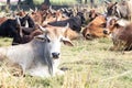 A herd of cows resting in a meadow. Indian sacred zebu cows.