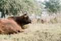 A herd of cows resting in a meadow. Indian sacred zebu cows.