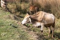 A herd of cows resting in a meadow. Indian sacred zebu cows.