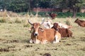A herd of cows resting in a meadow. Indian sacred zebu cows.