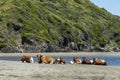 Herd of cows resting on the sandy coast Royalty Free Stock Photo