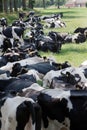 Herd of cows resting in the shadow Royalty Free Stock Photo