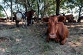 A herd of cows resting Royalty Free Stock Photo