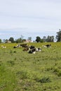 Herd of cows resting in Uruguay.