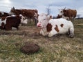 A herd of cows rests in a meadow during a overcast day Royalty Free Stock Photo