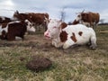 A herd of cows rests in a meadow during a overcast day Royalty Free Stock Photo