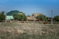 A herd of cows returns on a rural road from pasture Royalty Free Stock Photo