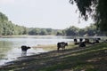 Herd of cows by the river side Royalty Free Stock Photo