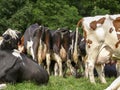 A herd of cows in a row, full udders, their rear side by side, with a background of trees. Royalty Free Stock Photo