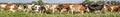 Herd of cows in a row, in line, one behind the other,  one after another, in sequence, on end, in single file, on their way to the Royalty Free Stock Photo
