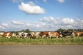 Herd cows in a row, in line, one behind the other,  one after another, in sequence, on end, in single file, on the way to the Royalty Free Stock Photo