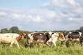 Herd of cows in a row, in line, one behind the other, on their way to the milking parlor to be milked Royalty Free Stock Photo