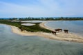 Herd of cows on sandy sea shore, aerial view Royalty Free Stock Photo