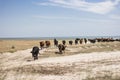 A herd of cows at sea in Ukraine. Sandy beach. Agriculture Royalty Free Stock Photo